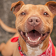 Illustration for article titled Fargo Brewing Company puts adoptable dogs’ faces on beer labels for most adorable six-pack ever